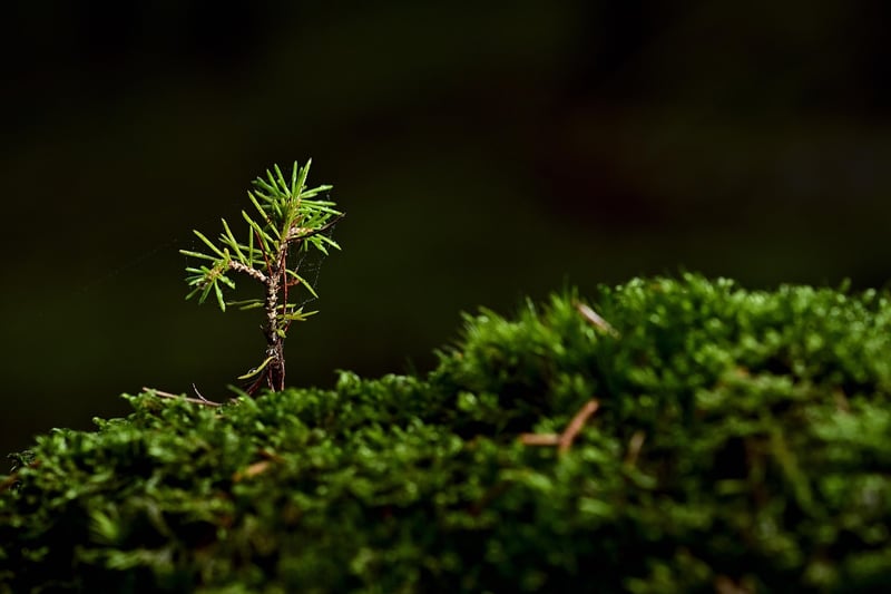Seedling growth